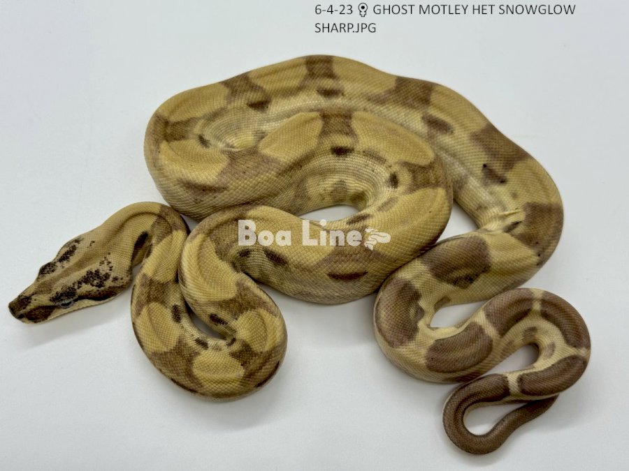 GHOST MOTLEY HET SNOWGLOW SHARP